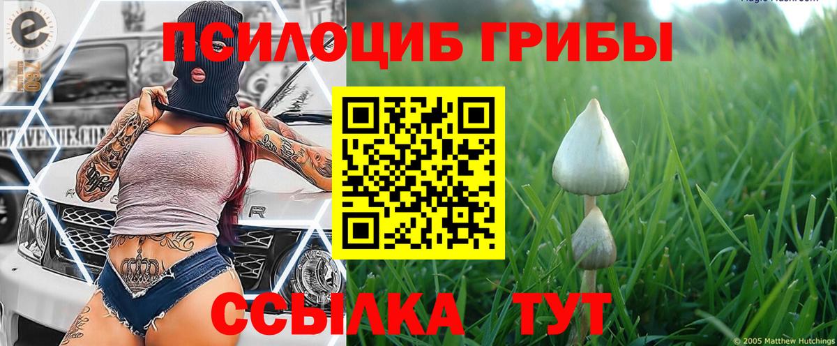 Псилоцибиновые грибы GOLDEN TEACHER Чистополь