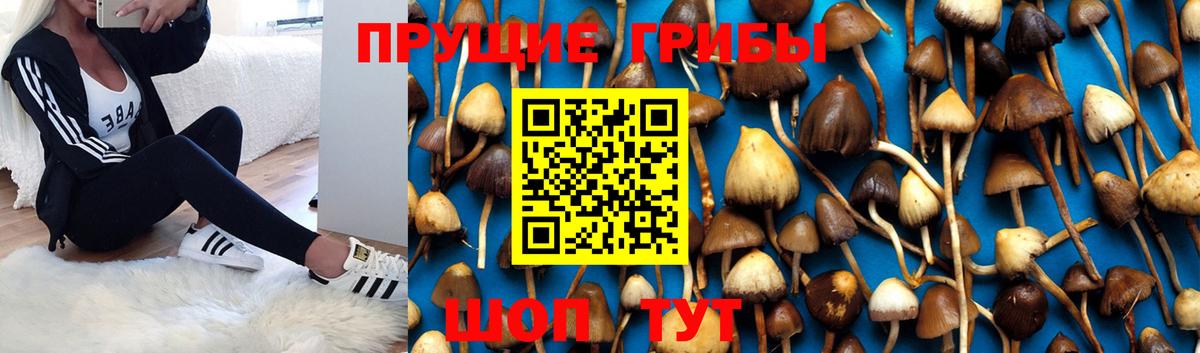 Чистополь  Галлюциногенные грибы Cubensis  Вход с VPN 